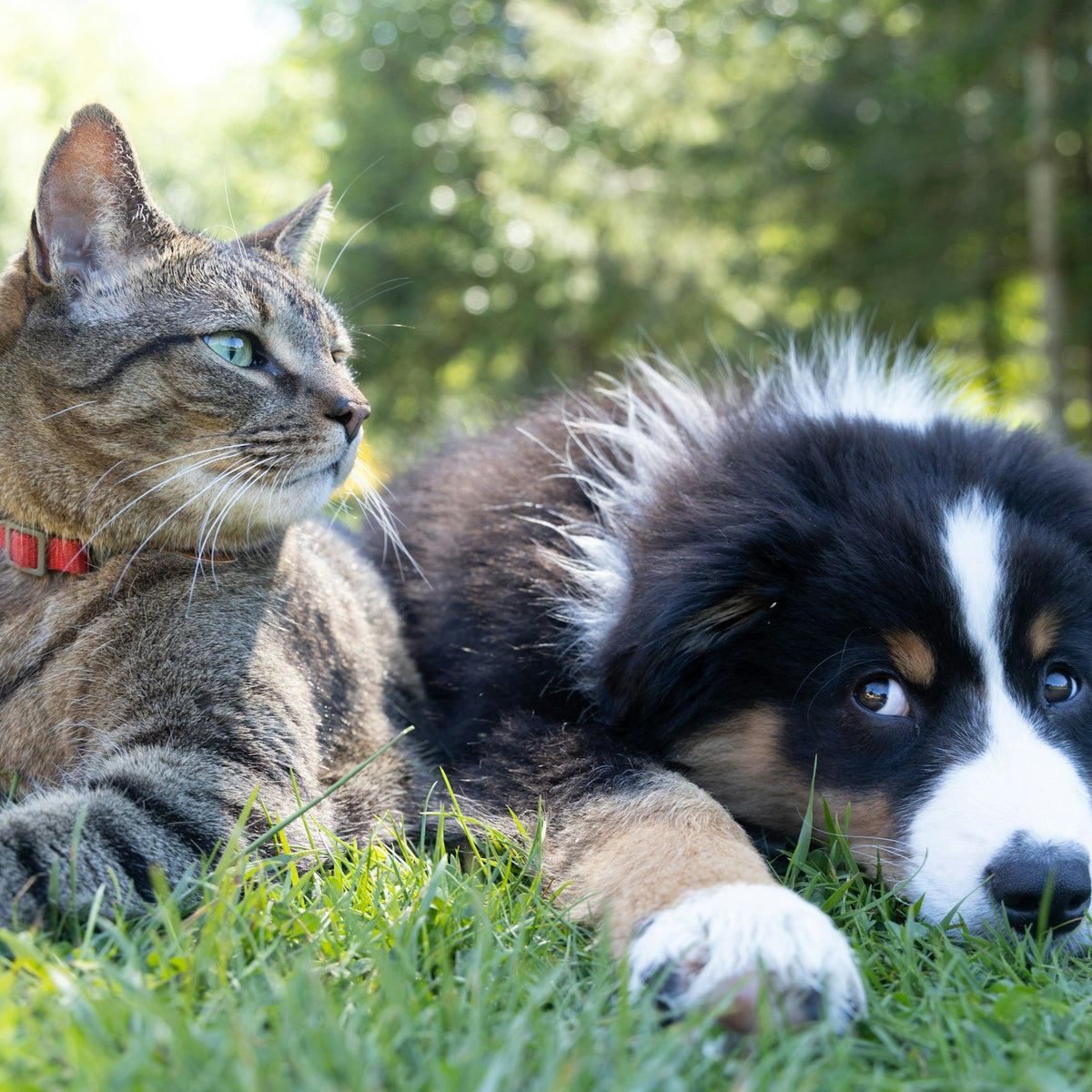 Veterinary